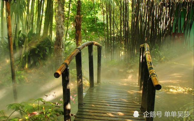 竹子只是一种植物 为什么在古代被极力颂扬 它有什么秘密 植物 竹子