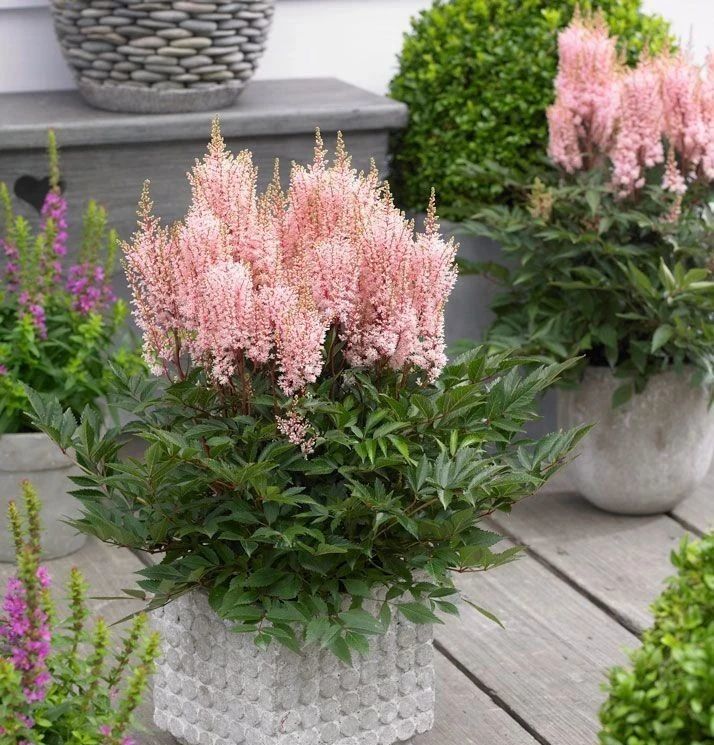 落新妇有各种各样不同的品种,大不相同,如果想要盆栽养护,就要选择