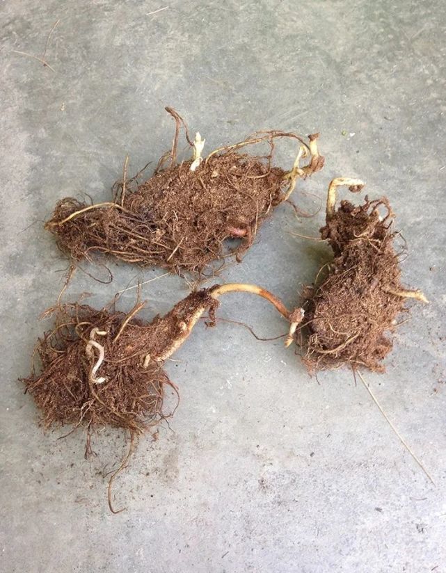 秋季买的落新妇球根,种院子阴凉处,来年可开花灿烂