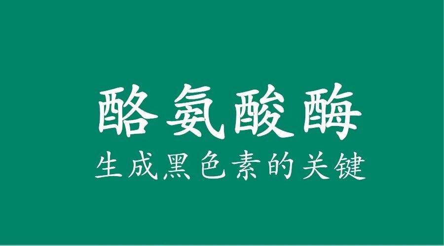 白癜风如何快速合成黑色素提升酪氨酸酶活性是关键