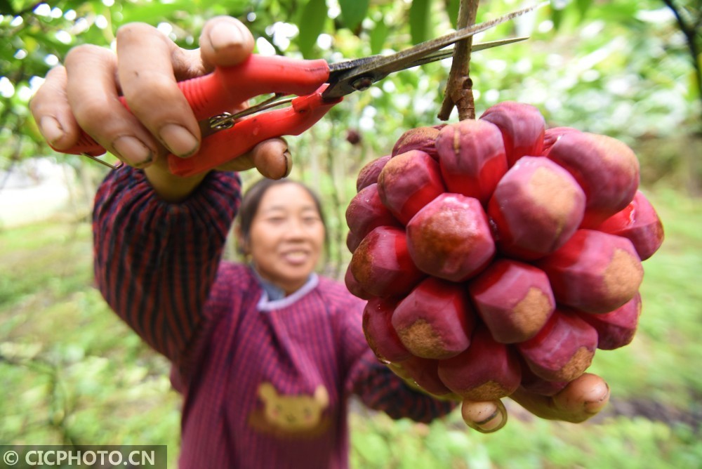 1000种水果名称大全(1000种水果名称大全图片都怎么画)