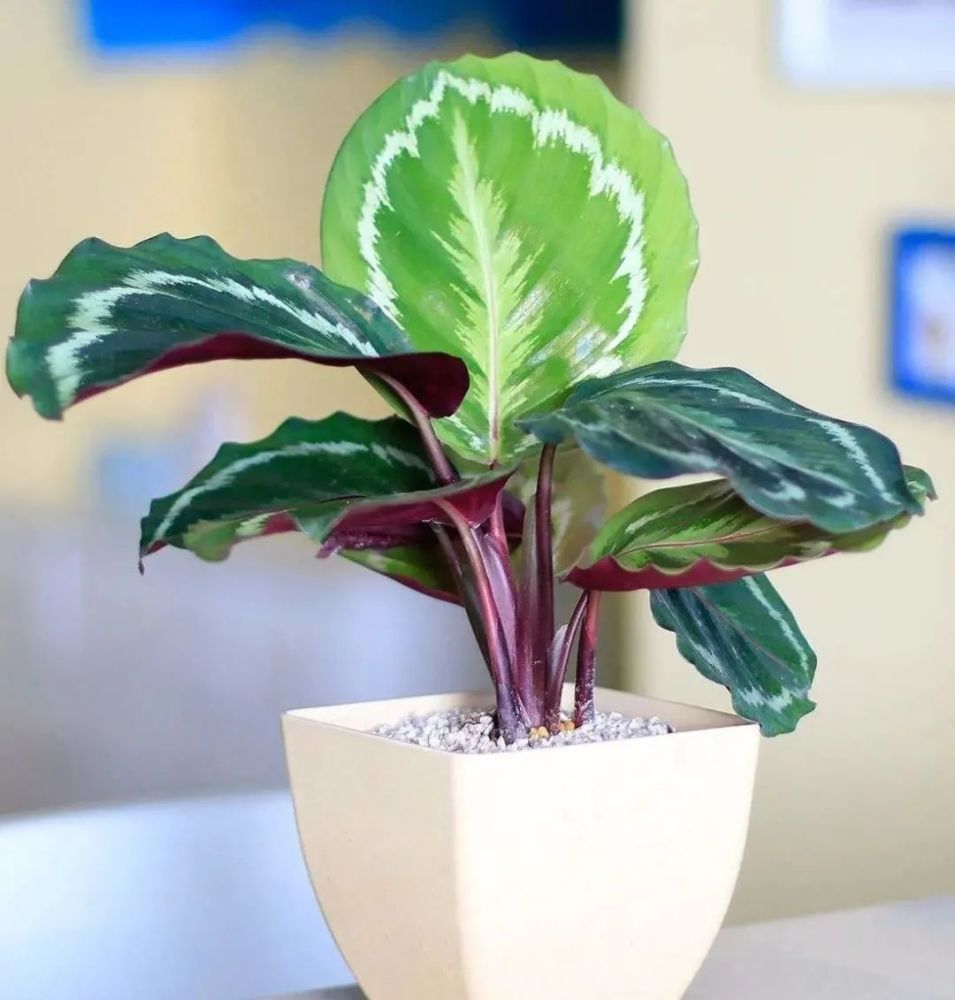 清新亮丽种类繁多的竹芋植物,你能叫得上名字吗?来认识一下吧