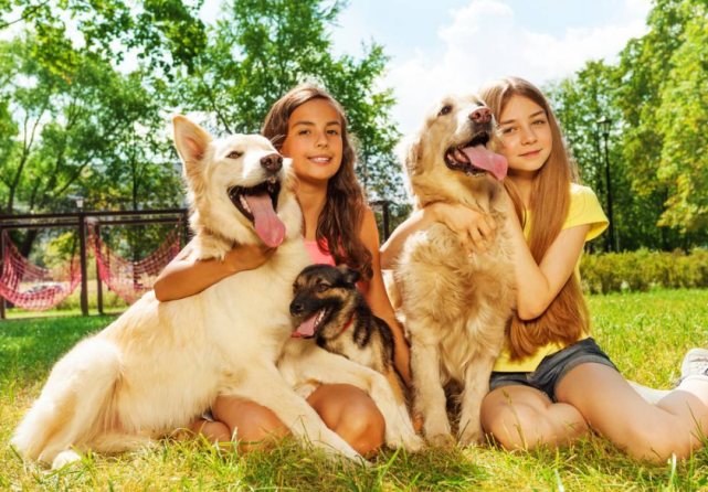 狗狗运动量排行榜 运动量最大的3种狗和运动量最小的3种狗 狗狗 边牧 哈士奇 吉娃娃 犬种 工作犬 巴哥 雪橇犬 拉布拉多犬 法国斗牛犬