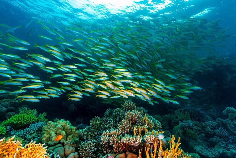 澳洲发现500米刀片状巨型珊瑚礁 跟台北101一样高