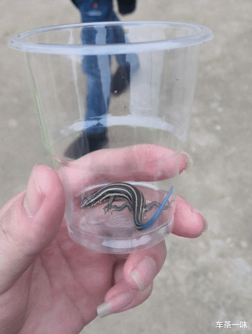地里捉的虫 本想玩玩就扔了 网友却说我要坐牢 有这么珍贵吗哈哈 石龙子 我太难了