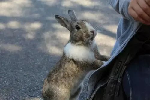 日本不只有貓島!想和小動物親密接觸,這7個景點你不能不知道