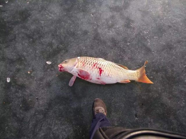 虽说科技改变生活,但是可视锚鱼何时才能成为过街老鼠?