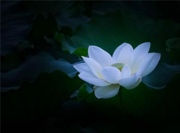 评特斯拉召回你俨然就是一朵白莲花