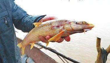 这种鱼俗称水米子长江黄河里都有现在受到严格保护