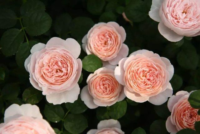 阳台养花就养一盆"瑞典女王",花型饱满,抗病性强,适合盆栽养