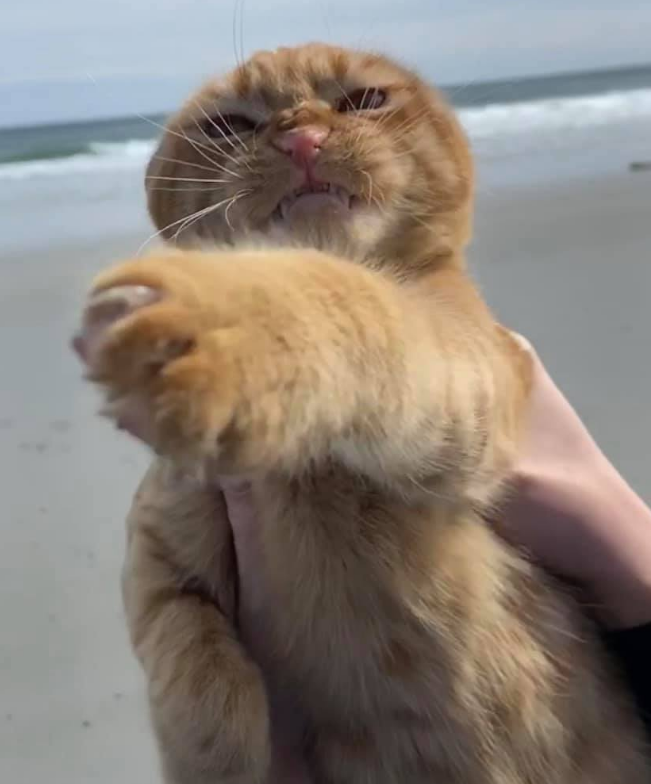 可爱橘猫爱做"鬼脸",爬山下水都不怕,第一次去海边却出糗了