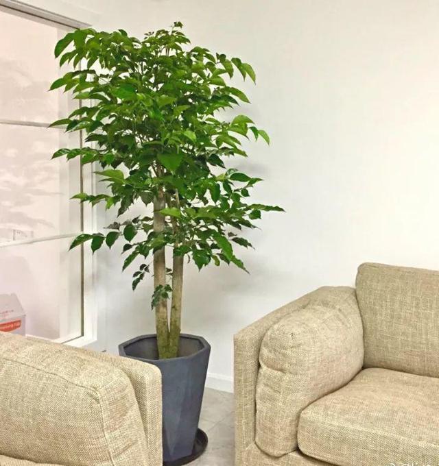 4种福气树养在客厅寓意好盆盆长到1米高我要给家里养1盆