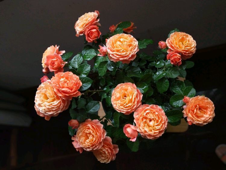 土星王阳台优秀的微型盆栽月季花朵又美又香花期几乎全年