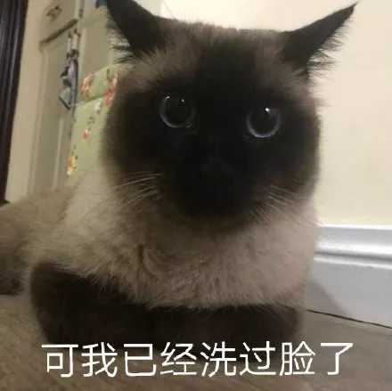 天气越来越冷,暹罗猫逐渐黑化?你家猫"糊"了吗_腾讯新闻