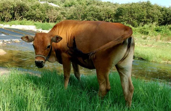 灵签占卜:4头老牛,哪头最壮实?测谁能够给你带来安全感?