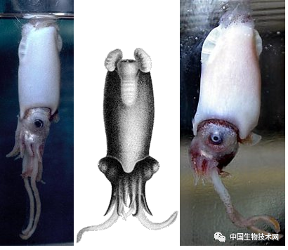 然而,根据vecchione的说法,这种假设存在一个问题:卷壳乌贼也有一个