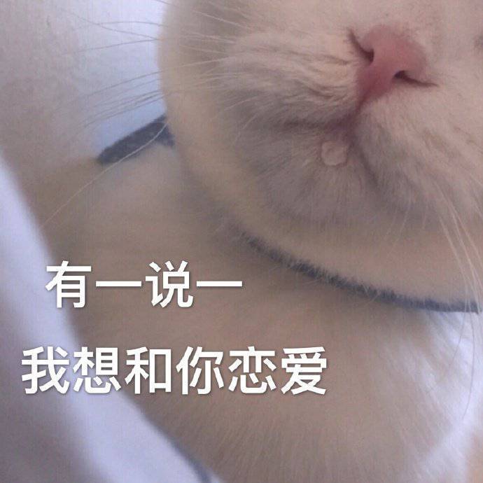萌宠表情包我想和你谈恋爱