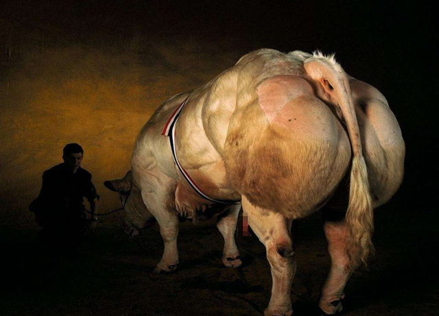 世界上体型最大的"公牛",重达1000kg,300万值得卖吗?