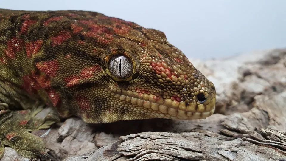 巨人守宫全身布满红斑,不知道价格几位数起!_腾讯新闻