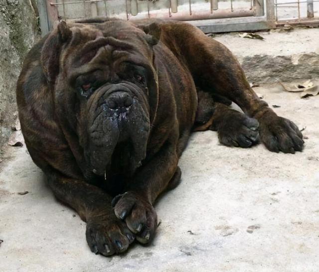 top5:猪版卡斯罗 "猪卡"的意思就是"猪一样的卡斯罗",经过我国改良的