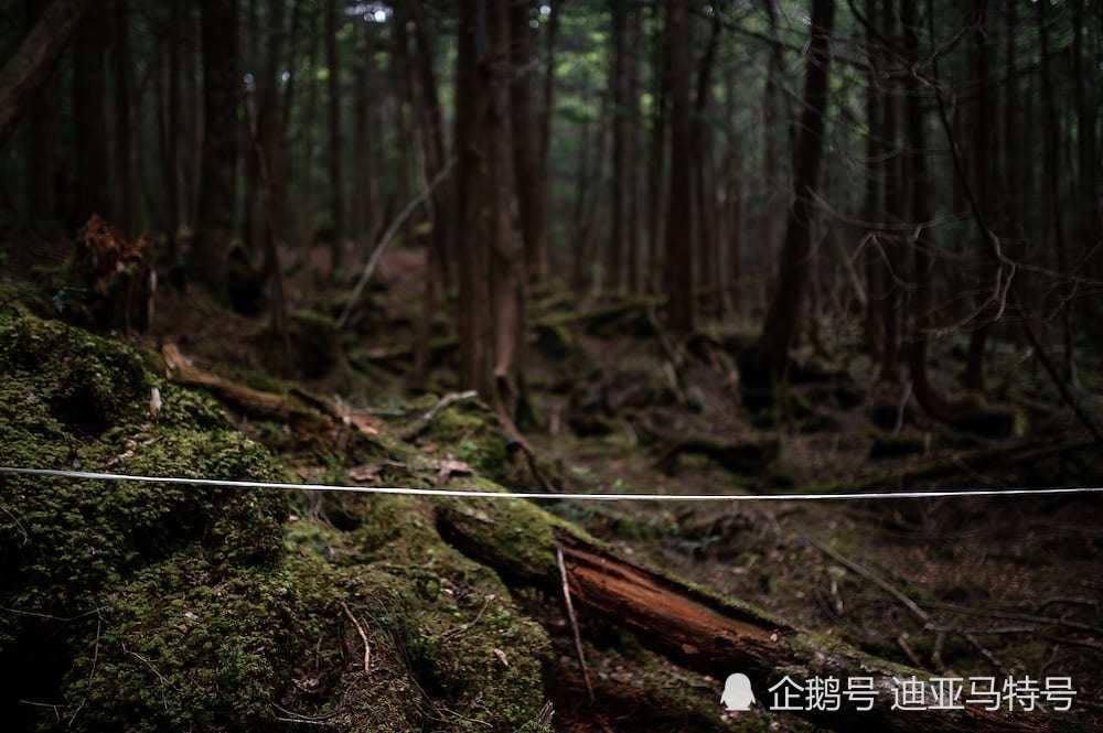 揭秘青木原樹海的十大特點日本最恐怖的自殺森林