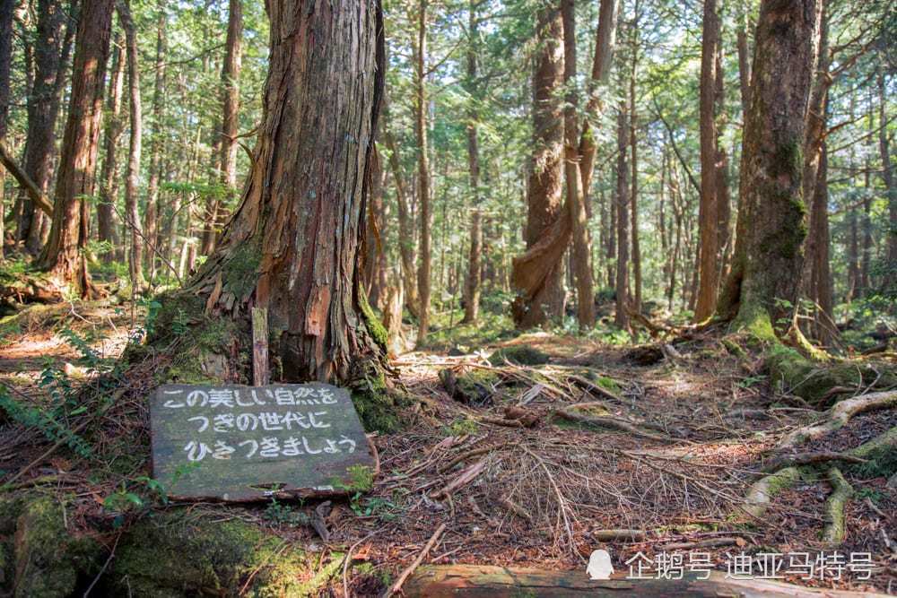 揭秘青木原树海的十大特点日本最恐怖的自杀森林