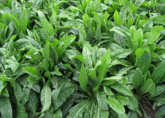 俄罗斯饲料菜和菊苣哪个饲草好