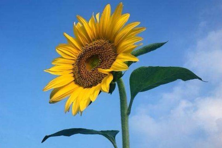 趣味测试 哪一朵 向阳花 你最喜欢 测你会不会嫁给你爱的男人 腾讯新闻