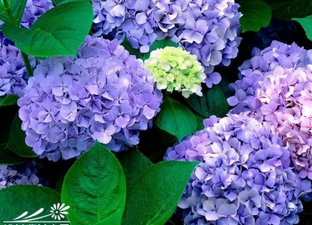 紫阳花的养殖方法 腾讯网