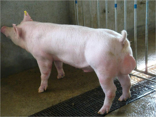 临产|母猪临产前有正常的生理变化却不产仔？怎么回事！