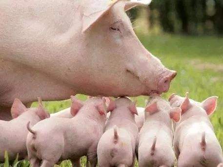 临产|母猪临产前有正常的生理变化却不产仔？怎么回事！