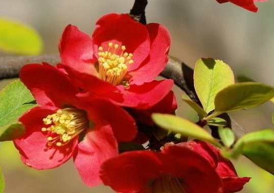 10月30号开始 4属相走鸿运发横财 喜事不断 日子红红火火 属相 横财 财运 五行