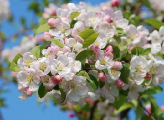 10月30号开始 4属相走鸿运发横财 喜事不断 日子红红火火 属相 横财 财运 五行