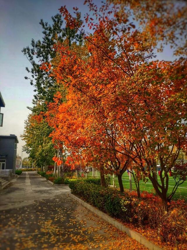 北京一零一中学清华大学附属中学海淀区校园秋景快看你喜欢哪一张美图