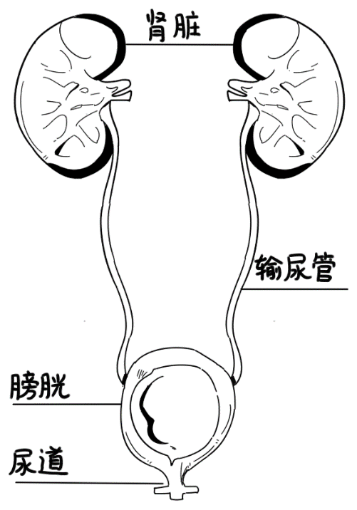 泌尿系统简易图图片
