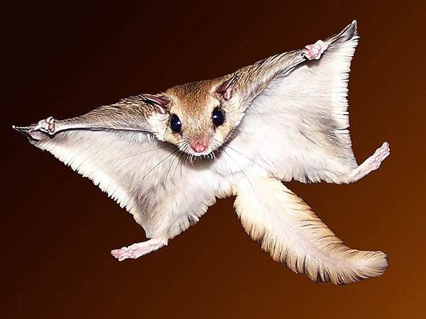 独目人|山海经中独目人是否存在？多个国家都有记载，难道真的只是巧合？