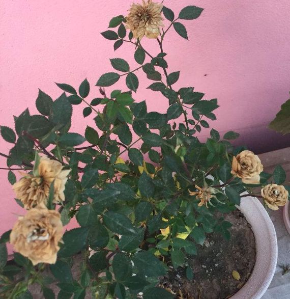 家里有异味 养上3种花 堪比香水味 腾讯新闻