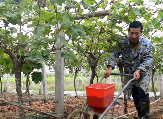 葡萄|种葡萄高手自述：好肥料应满足这三条，缺一不可