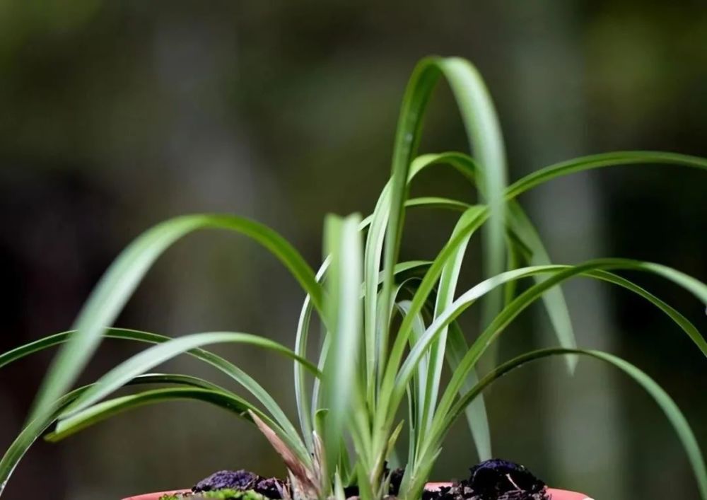 我是好摄农夫,一个喜欢兰花的农夫,用自己的实践与实例说事.
