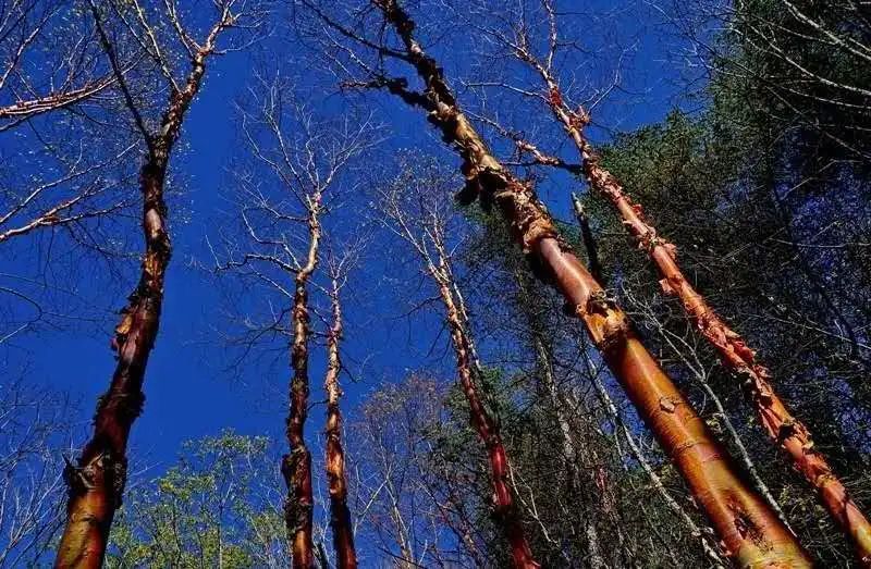 ▏color1:红色(红桦树)六盘山资源优质,物种丰富,人与自然和谐共生,"