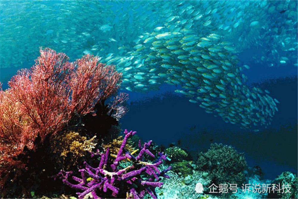 海底发现"帝国大厦"?是海洋生物"聚宝盆",科学家却忧心!