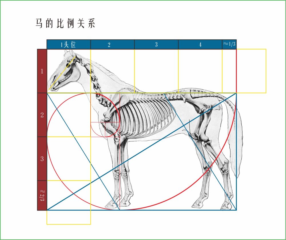 马的结构和肌肉