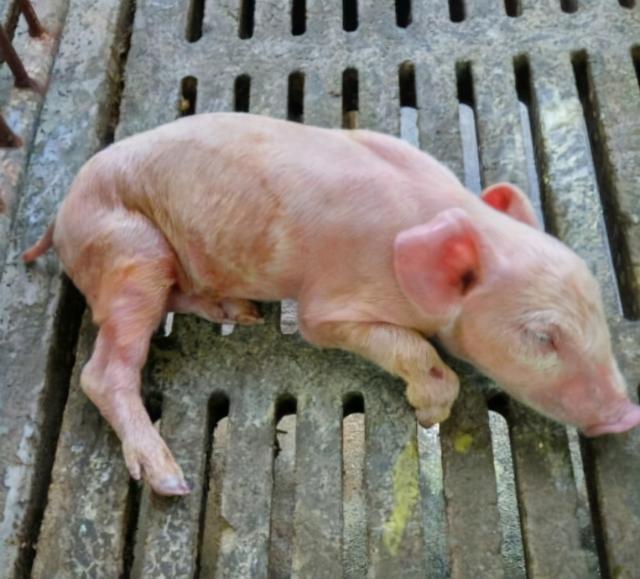 这个方案,告诉你小猪反复拉稀怎么治疗