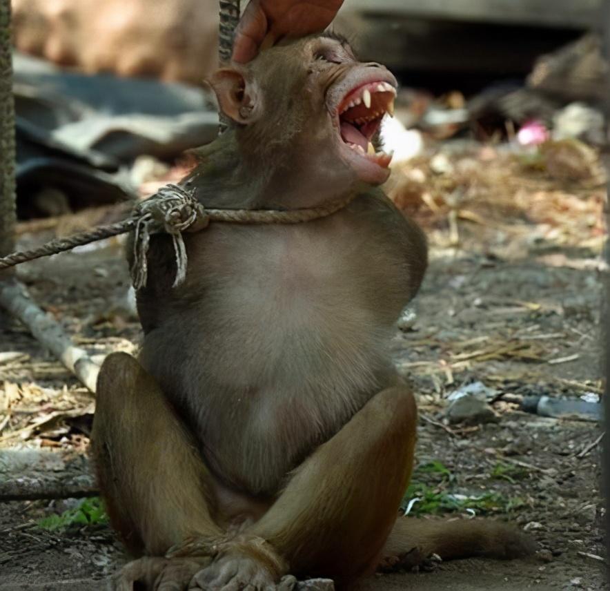 穷就能没人性?泰国农民训打猴子当奴隶,拔掉牙齿每天摘1600个椰子_腾