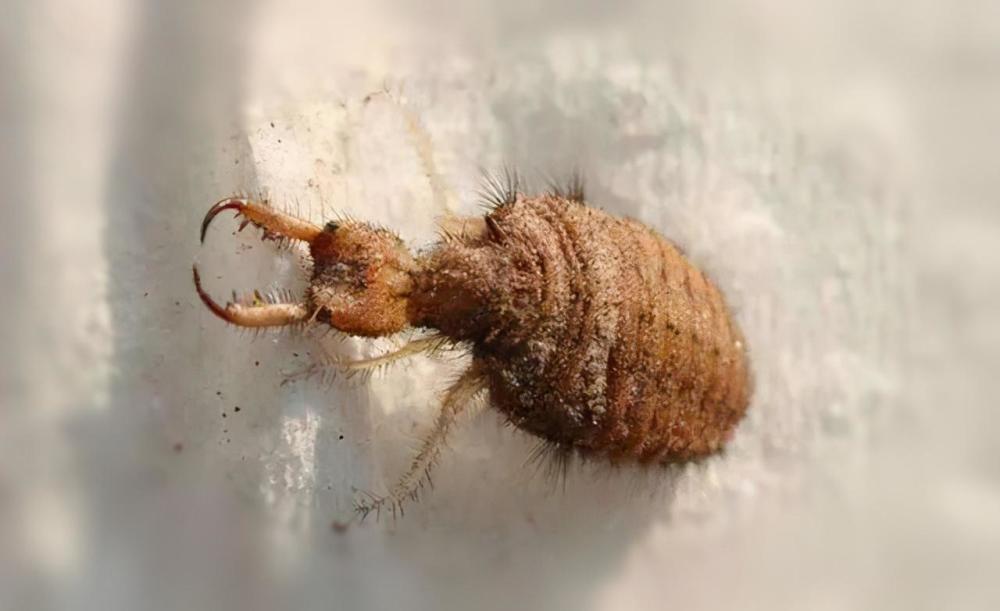 种植荔枝龙眼的都知道,树木上有一种最令人讨厌的昆虫,它就是狗屁虫了