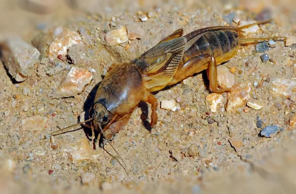 这类昆虫有一部分在我们农村还是玩具来的,城里非常罕见