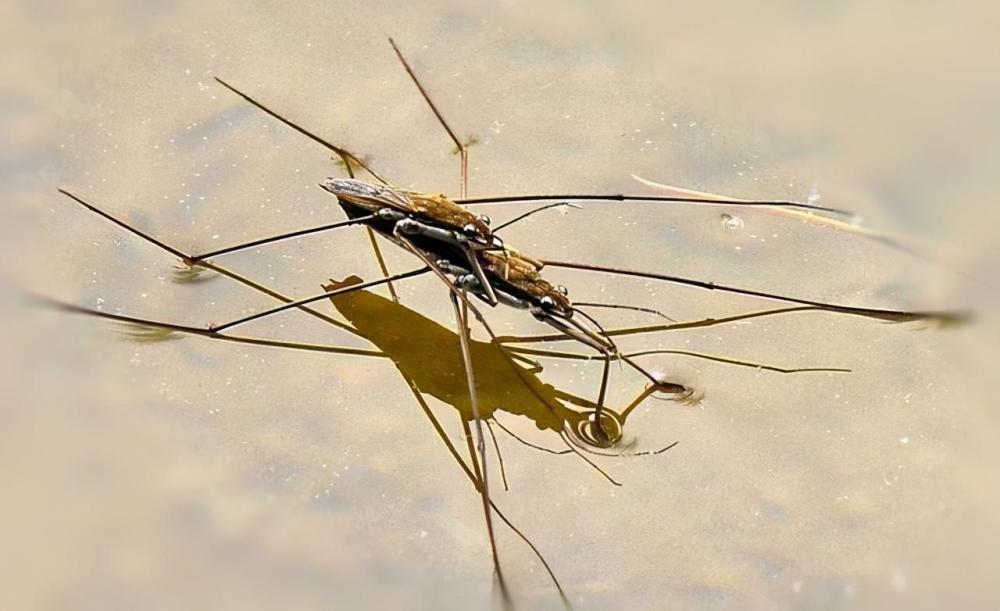 这类昆虫有一部分在我们农村还是玩具来的,城里非常罕见