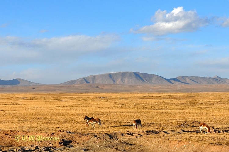 羅布泊地區位於新疆塔里木盆地東端,屬暖溫帶大陸性極端乾旱荒漠氣候.