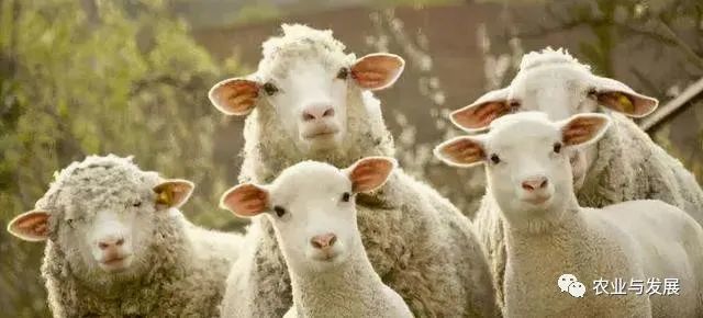 内蒙古|蒙古国捐赠的4000只羊已入境！什么品种？适合我国饲养吗？