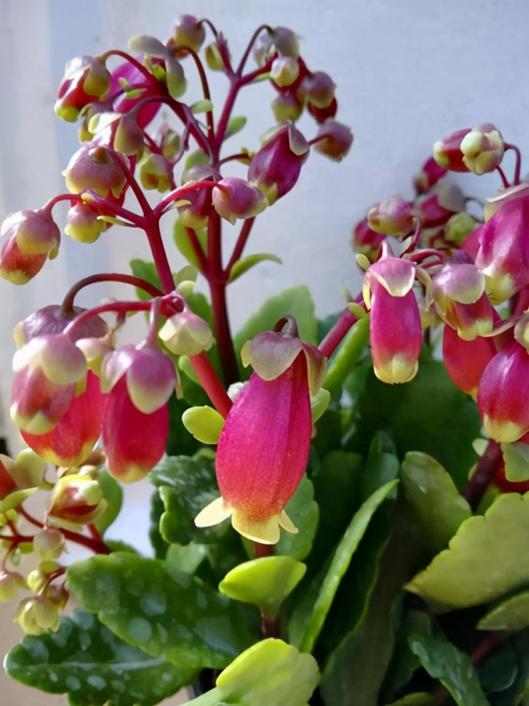 长寿花,作为近几年十分热门的秋冬季家养植物,名下种类繁多,单瓣,重瓣